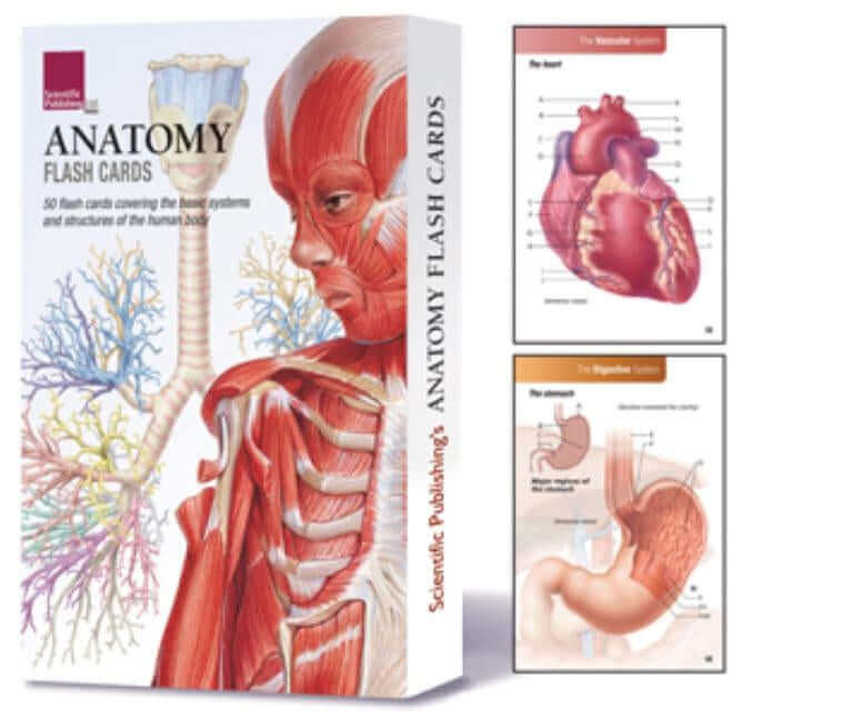 Anatomy Flash Cards Other Scientific Publishing, Ltd